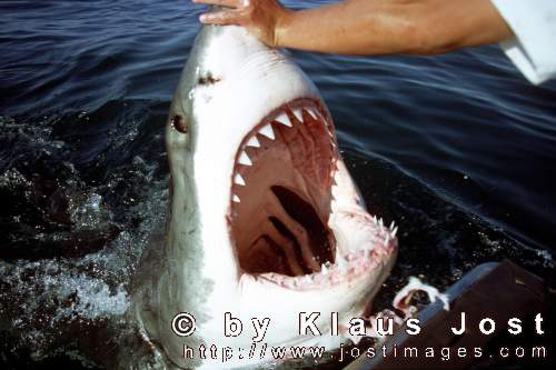 The-touch-of-the-sensitive-area-at-the-nose-of-the-White-Shark-(Carcharodon-carcharias)-has-unusual-consequences--the-shark-opens-its-mouth,-a-large-part-of-it-coming-out-of-the-water._(000000001554)