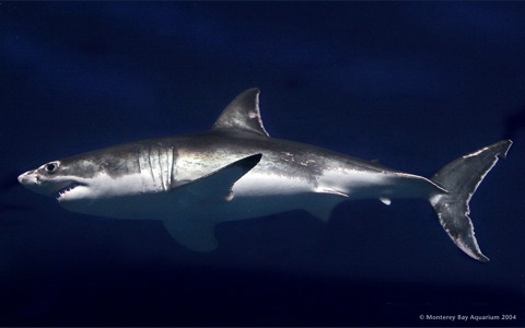 p_whiteshark_download